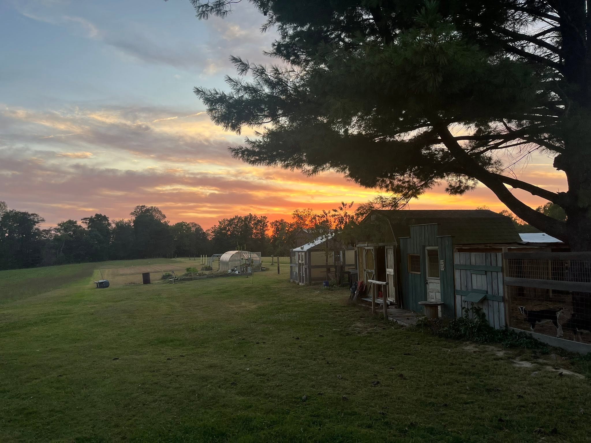 Sunset over the pasture, outbuildings, and a goat pen