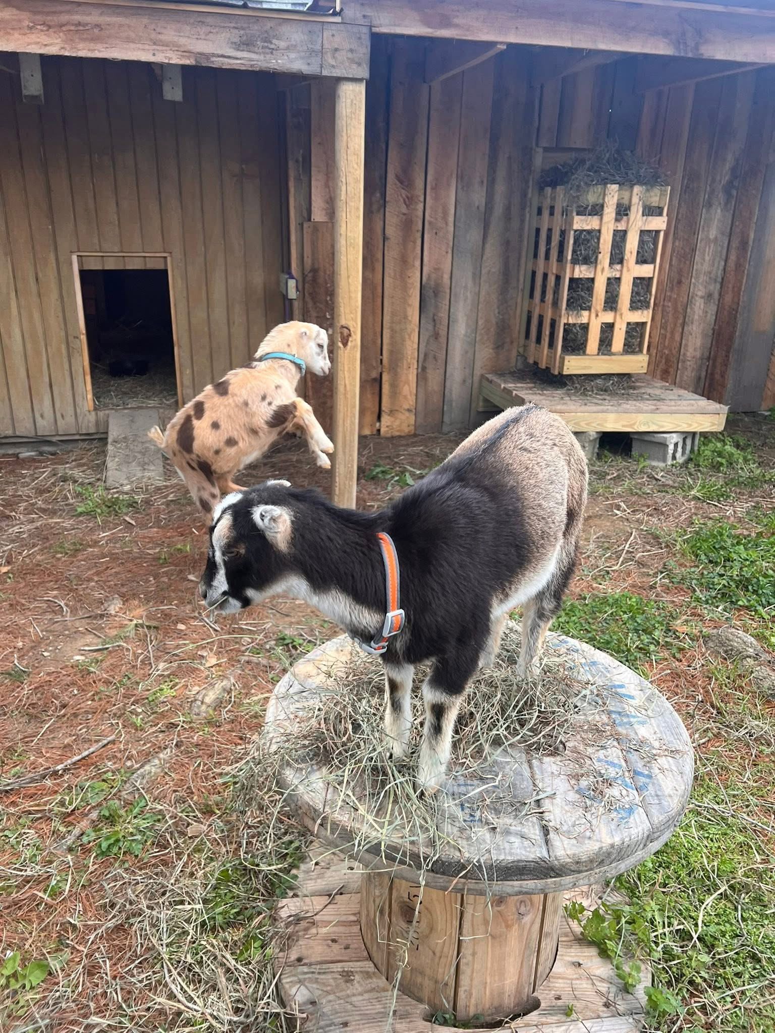 Young goats on the farm, one standing on a wooden spool near the shelter