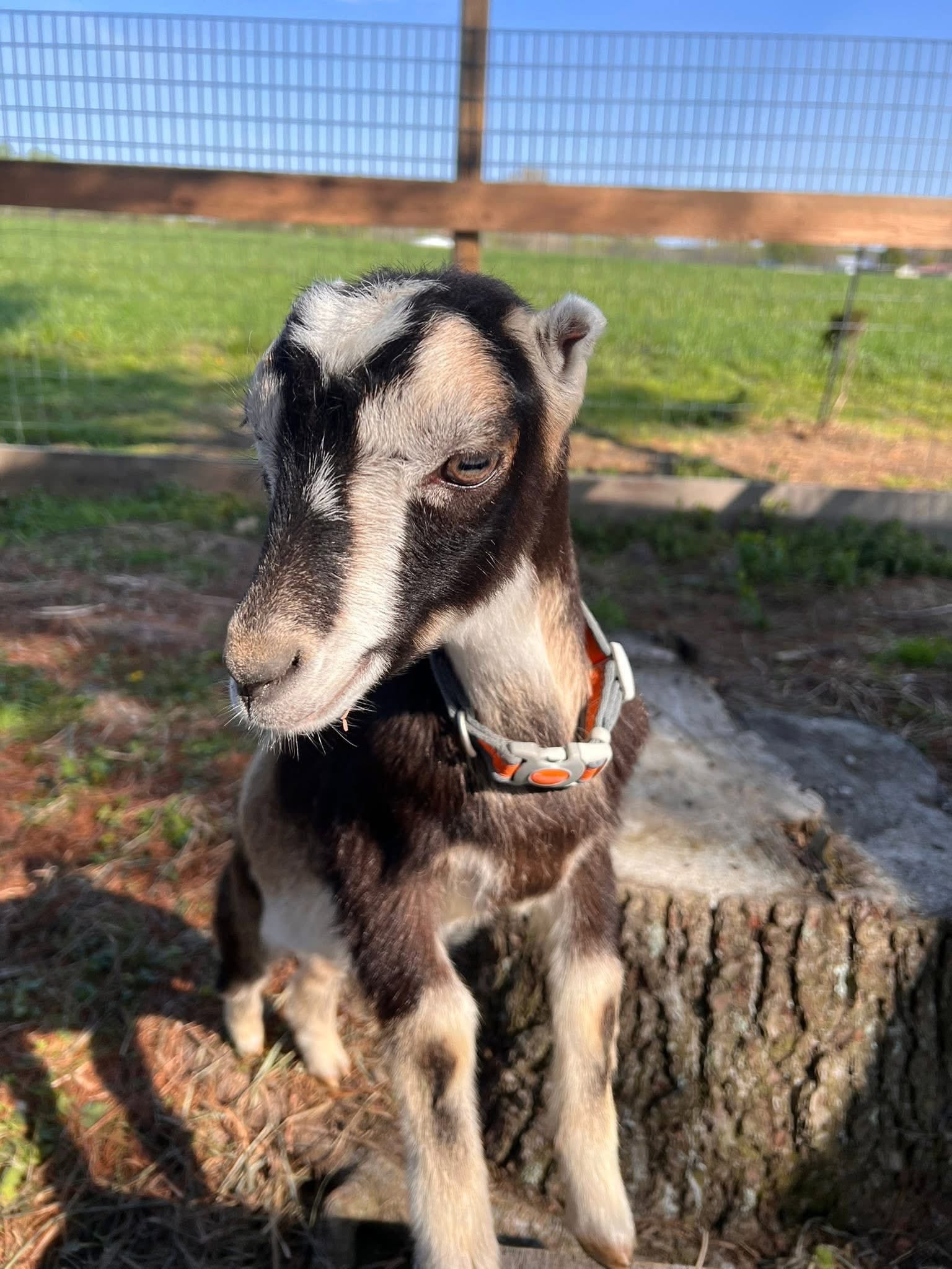 A young goat standing against a tree stump in the pasture