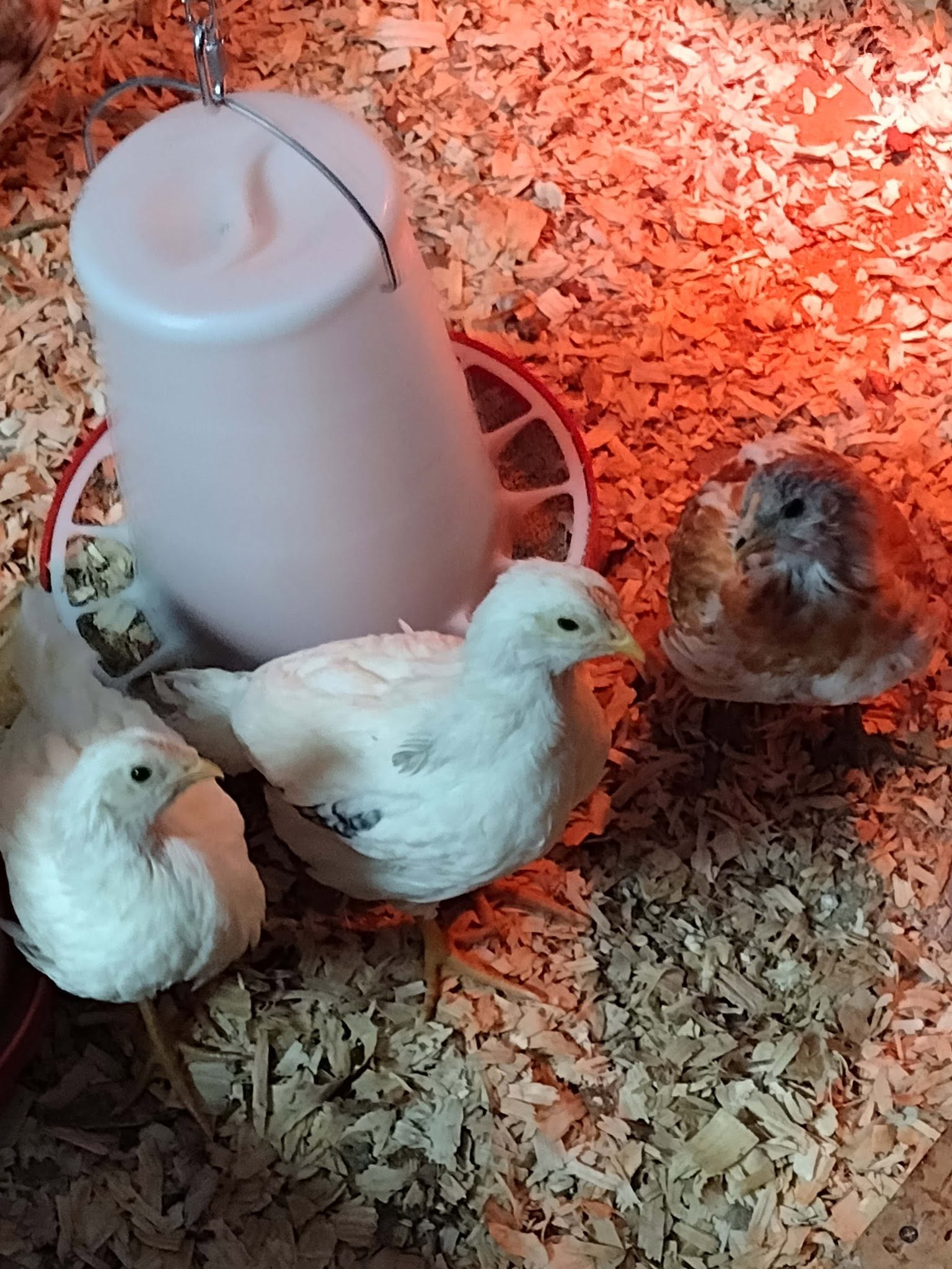 Chicks in the brooder under a warm heat lamp