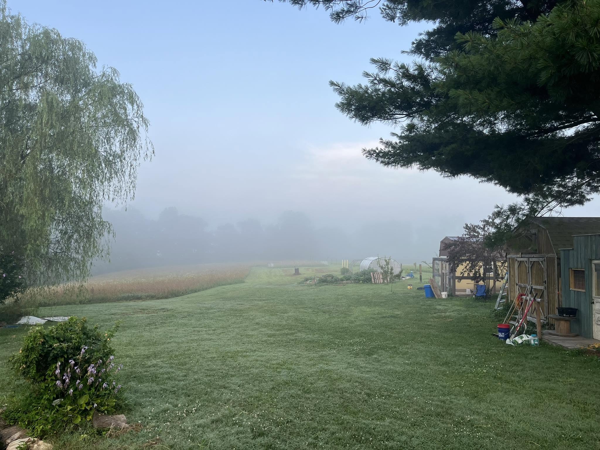 Misty morning looking across the lawn toward farm sheds and a hoop house